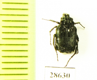 Valginae sp.  Laos - INSECTS-STORE.RU