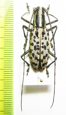 Macrochenus guerini  Thailand - INSECTS-STORE.RU
