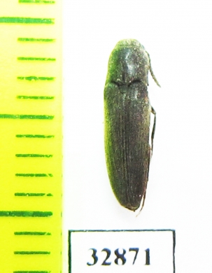 Eucnemidae sp.  Russia, Far East - INSECTS-STORE.RU