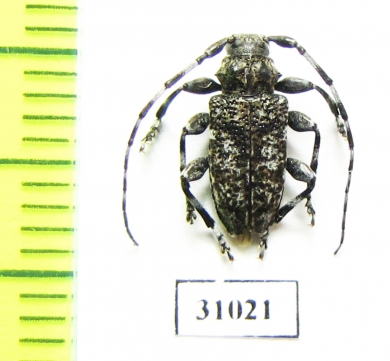 Aegomorphus clavipes  Russia, Kaluga reg. - INSECTS-STORE.RU