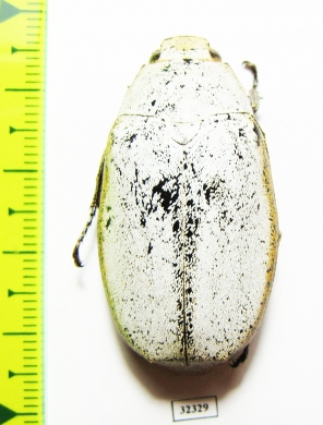 Melolonthinae sp.  Malaysia, Borneo - INSECTS-STORE.RU