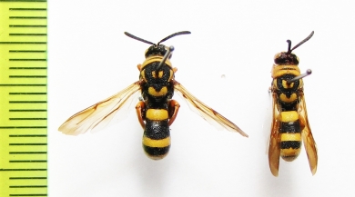 Ichneumonoidea sp.  Kirgizstan - INSECTS-STORE.RU