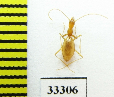 Aphaenops hustachei  France - INSECTS-STORE.RU