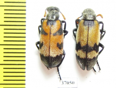 Meloidae sp.  South Africa Rep. - INSECTS-STORE.RU