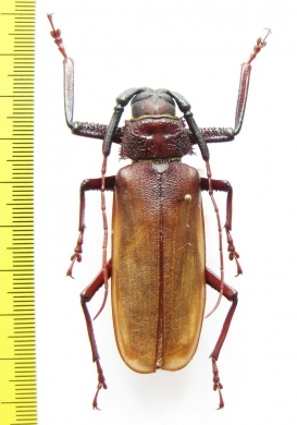 Macrotoma fisheri  Thailand 64mm - INSECTS-STORE.RU