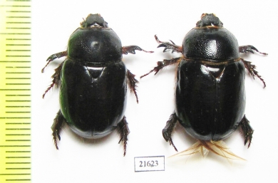 Temnorhynchus sp.  South Africa Rep. - INSECTS-STORE.RU