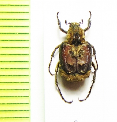 Hybovalgus thoracicus  Taiwan - INSECTS-STORE.RU