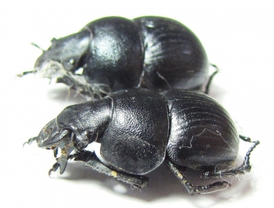 Lethrus frantsevichi, pair  Tajikistan - INSECTS-STORE.RU