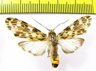 Erebidae sp.  Bolivia - INSECTS-STORE.RU