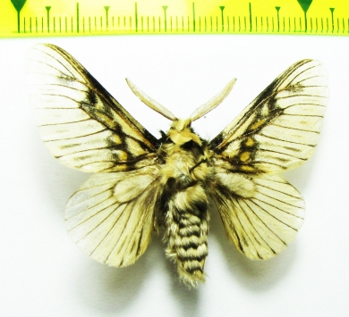 Lasiocampidae sp.  Bolivia - INSECTS-STORE.RU