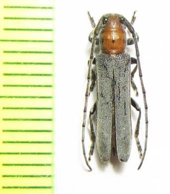 Mecas obereoides  Mexico - INSECTS-STORE.RU