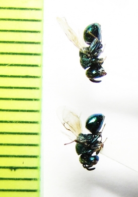 Ichneumonoidea sp.  Russia, Far East - INSECTS-STORE.RU
