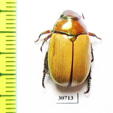 Anoplognathus daemeli  Australia - INSECTS-STORE.RU