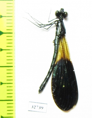 Odonata sp.  Indonesia, Papua - INSECTS-STORE.RU