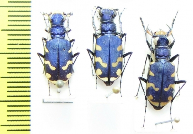 Cicindela ? coerulea, pair  Mongolia - INSECTS-STORE.RU