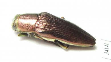 Sphenoptera sp.  Uzbekistan - INSECTS-STORE.RU