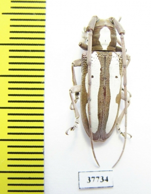 Prosopocera sp.  South Africa Rep. - INSECTS-STORE.RU