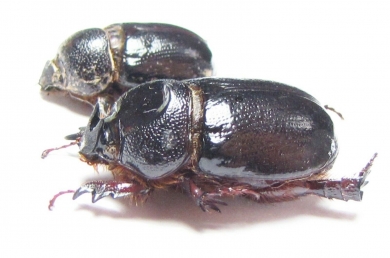 Temnorhynchus sp., pair  Namibia - INSECTS-STORE.RU