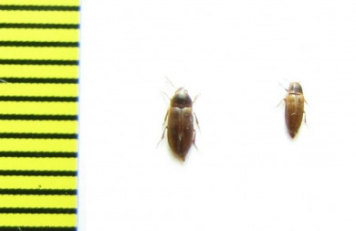 Abdera affinis  Russia, Moscow reg. - INSECTS-STORE.RU