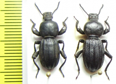 Scaurus uncinus, pair  Morocco - INSECTS-STORE.RU