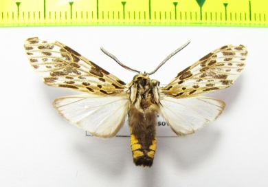 Erebidae sp.  Bolivia - INSECTS-STORE.RU