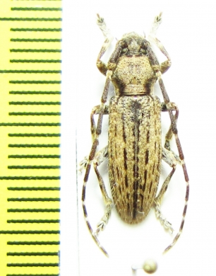 Deroplia costigera  Canary isl. - INSECTS-STORE.RU