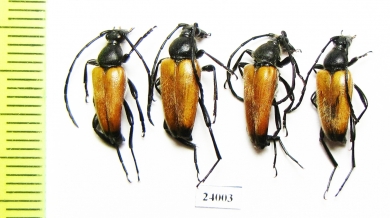 Paracorymbia sambucicola  Turkey - INSECTS-STORE.RU