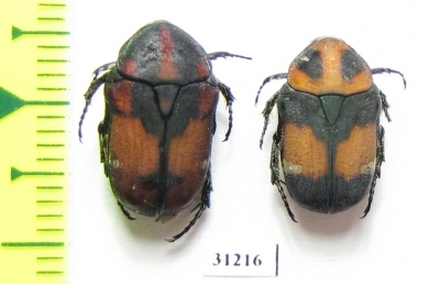 Cetoniinae sp.  China, Yunnan prov. - INSECTS-STORE.RU