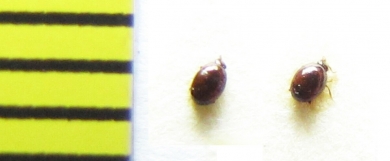 Acritus nigricornis  Belorussia - INSECTS-STORE.RU