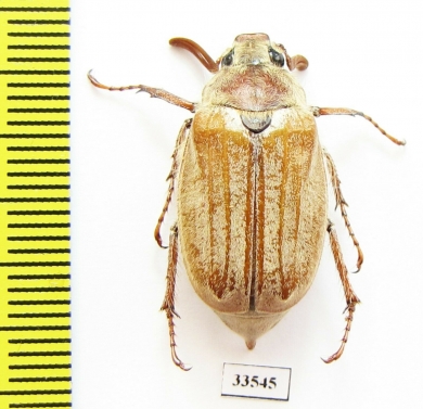 Melolontha pectoralis farinosa  Greece - INSECTS-STORE.RU
