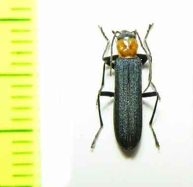 Ischnomera deyrollei  Abkhazia - INSECTS-STORE.RU