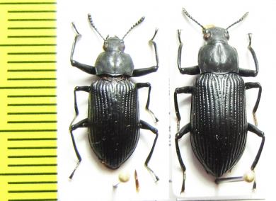 Tenebrionidae sp.  Indonesia, Peleng isl. - INSECTS-STORE.RU