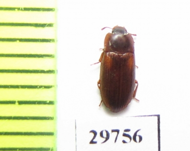 Tenebrionidae sp.  Iran, Sistan prov. - INSECTS-STORE.RU