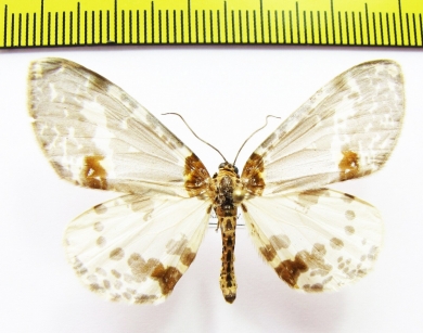 Geometridae sp.  Nepal - INSECTS-STORE.RU