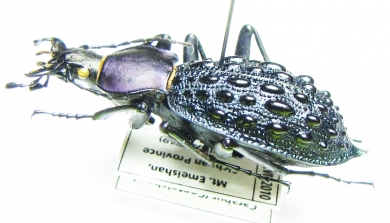 Carabus (Coptolabrus) pustulifer pratti  China - INSECTS-STORE.RU