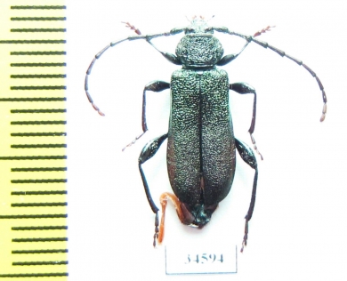 Ropalopus lederi, female  Russia, Krasnodar reg. - INSECTS-STORE.RU