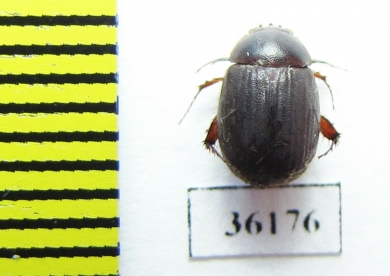 Melolonthinae sp.  Thailand - INSECTS-STORE.RU