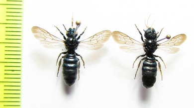 Hymenoptera sp.  Russia, Volgograd reg. - INSECTS-STORE.RU