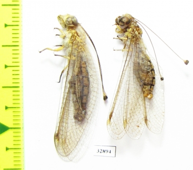 Ascalaphidae sp.  Tajikistan - INSECTS-STORE.RU