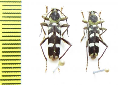 Chlorophorus sp.  Indonesia, Papua - INSECTS-STORE.RU