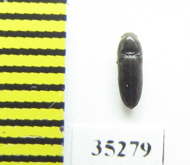 Dromaeolus barnabita  Russia, Tver reg. - INSECTS-STORE.RU