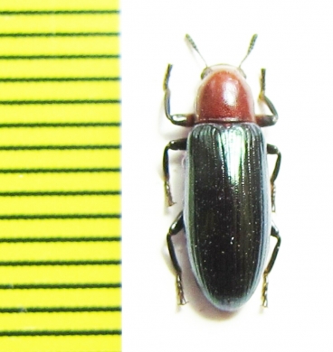 Tenebrionidae sp.  Indonesia, Sulawesi - INSECTS-STORE.RU