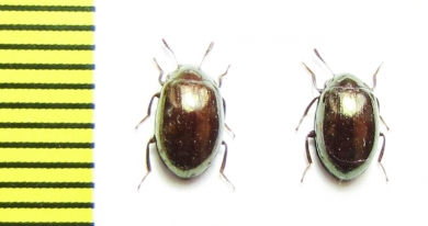 Tenebrionidae sp.  Malaysia - INSECTS-STORE.RU