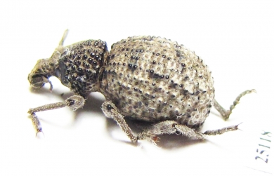 Brachyceridae sp.4  South Africa Rep. - INSECTS-STORE.RU