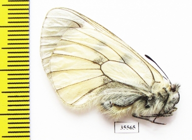 Parnassius mnemosyne caucasia  Armenia - INSECTS-STORE.RU