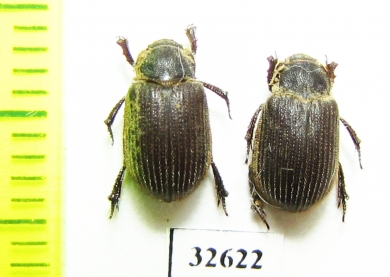 Trox eversmanni  Russia, Astrakhan reg. - INSECTS-STORE.RU