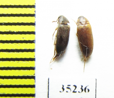 Hallomenus binotatus  Russia, Tver reg. - INSECTS-STORE.RU