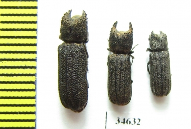 Bostrichidae sp.  South Africa Rep. - INSECTS-STORE.RU