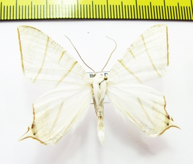 Geometridae sp.  Nepal - INSECTS-STORE.RU