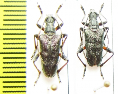 Paragaurotes ussuriensis, pair  Russia, Far East - INSECTS-STORE.RU
